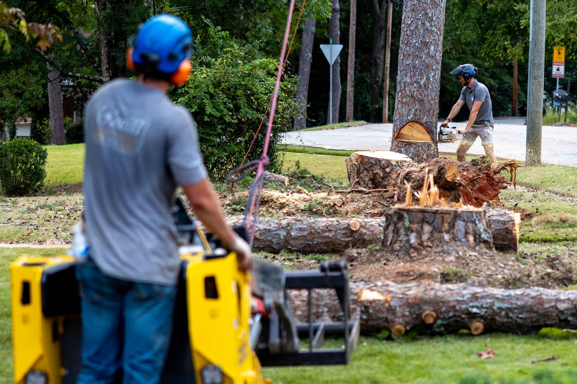 Thomas Tree Solutions crew safely removing a large pine tree