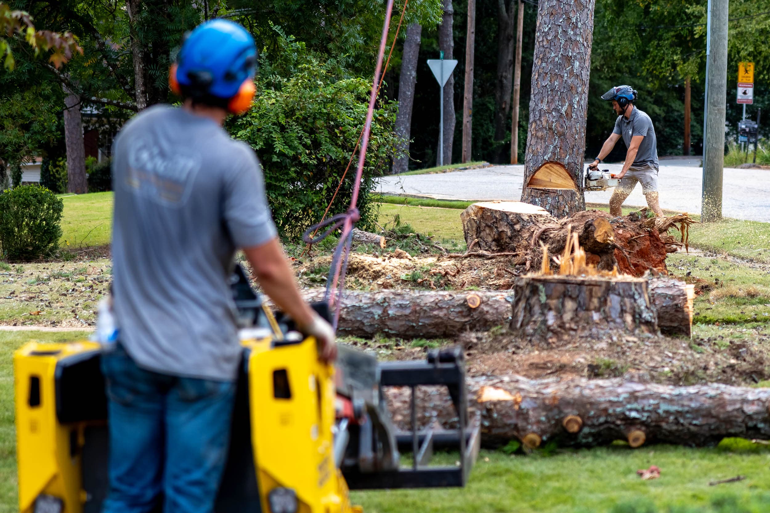 Thomas Tree Solutions crew safely removing a large pine tree